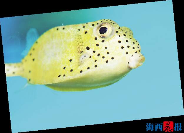 廈門海底世界內(nèi)設(shè)有五個特色展區(qū)(圖1) 廈門海底世界內(nèi)設(shè)有五個特色展區(qū)(圖1)