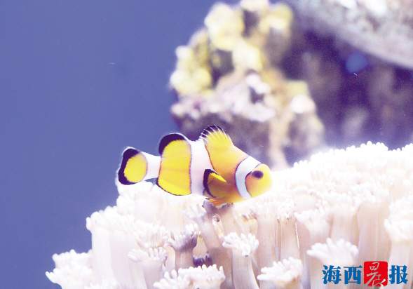 廈門海底世界內(nèi)設(shè)有五個特色展區(qū)(圖5) 廈門海底世界內(nèi)設(shè)有五個特色展區(qū)(圖5)