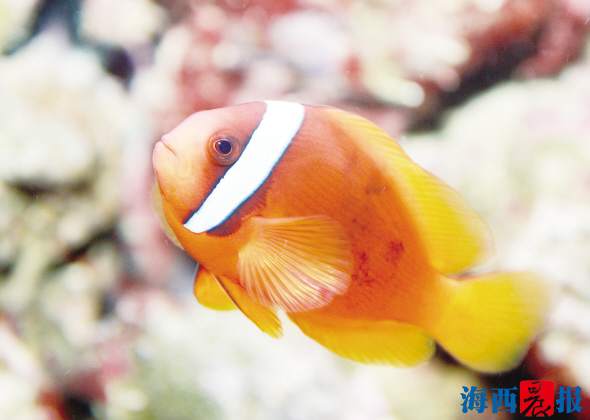 廈門海底世界內(nèi)設(shè)有五個特色展區(qū)(圖7) 廈門海底世界內(nèi)設(shè)有五個特色展區(qū)(圖7)